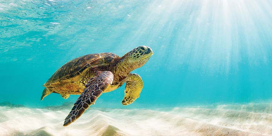 The Galapagos