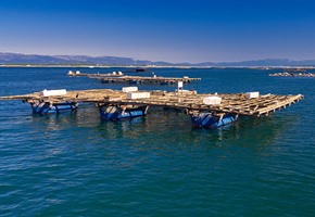 Galicia Coast & Mussel Tasting Cruise