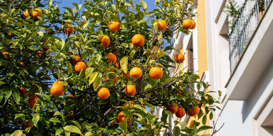 Orange Tree, Seville
